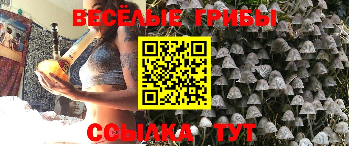 Псилоцибиновые грибы Psilocybe  Вход с VPN  Горно-Алтайск  Псилоцибиновые грибы Cubensis 